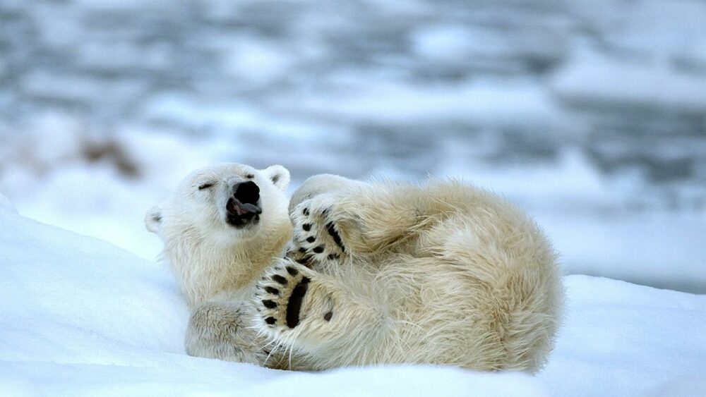 ¿Cuánto tiempo puede dormir un oso polar?