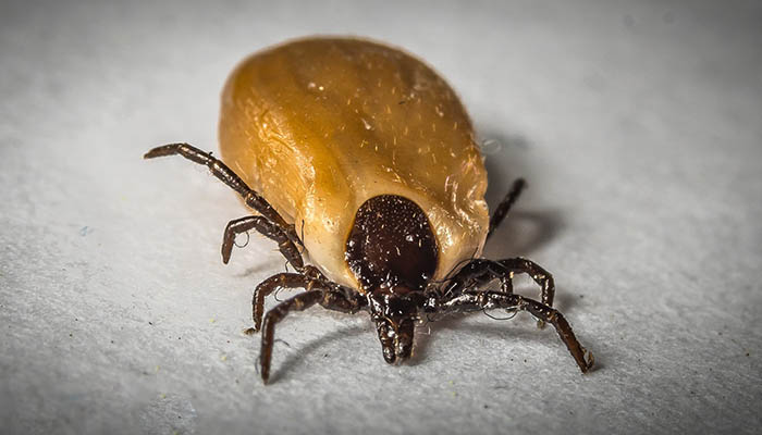 ¿Cuánto tiempo puede durar una garrapata sin comer?