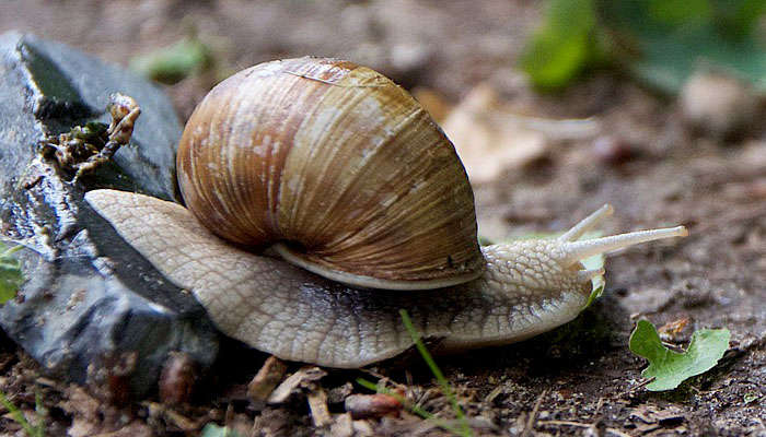 ¿Cuánto tiempo tardan en nacer los caracoles de agua?