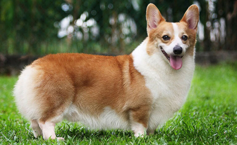 ¿Cuánto tiempo vive un corgi?