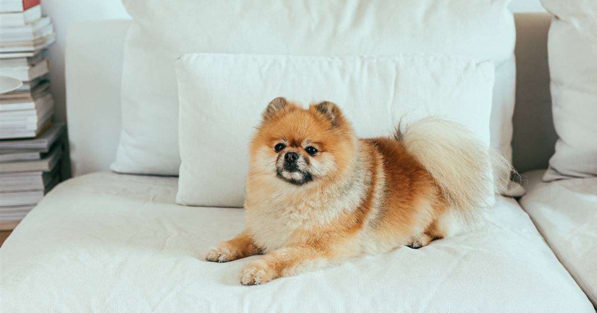 ¿Cuánto vale un Pomeranian?