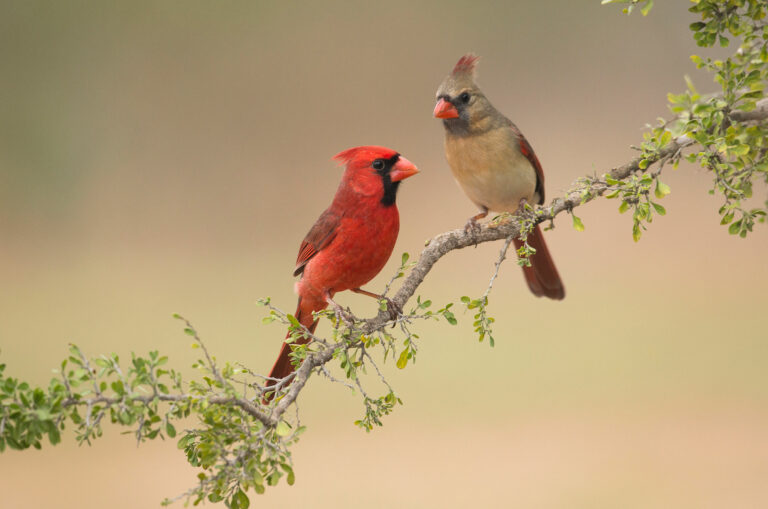 ¿Cuánto vale un pájaro cardenal?