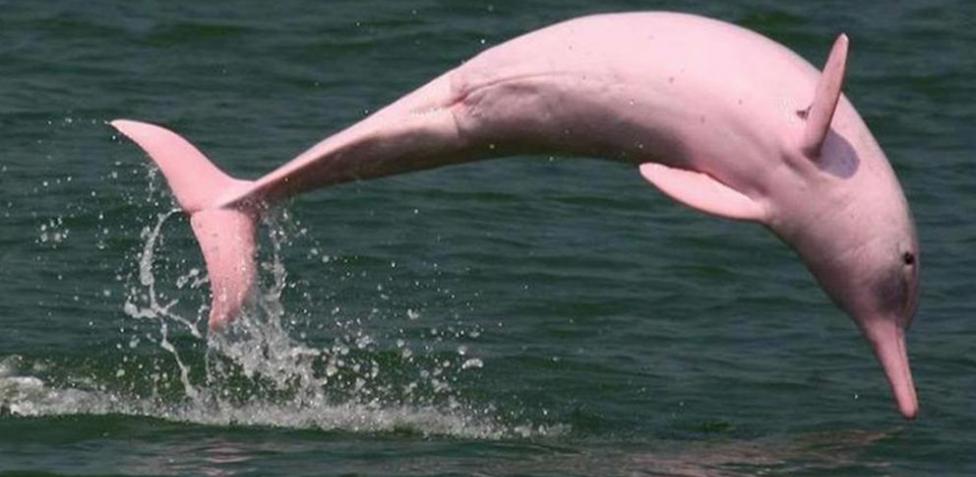 ¿Cuántos delfines rosados hay en todo el mundo?