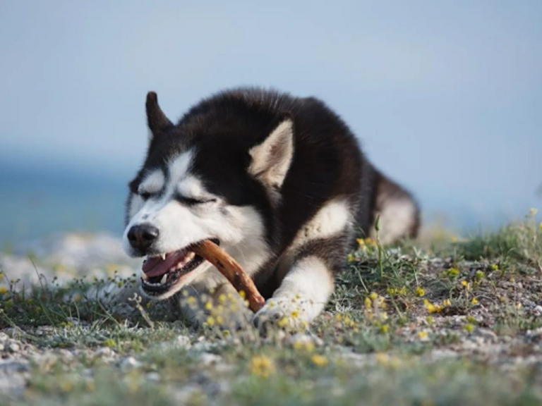 ¿Cuántos gramos de croquetas come un husky adulto?