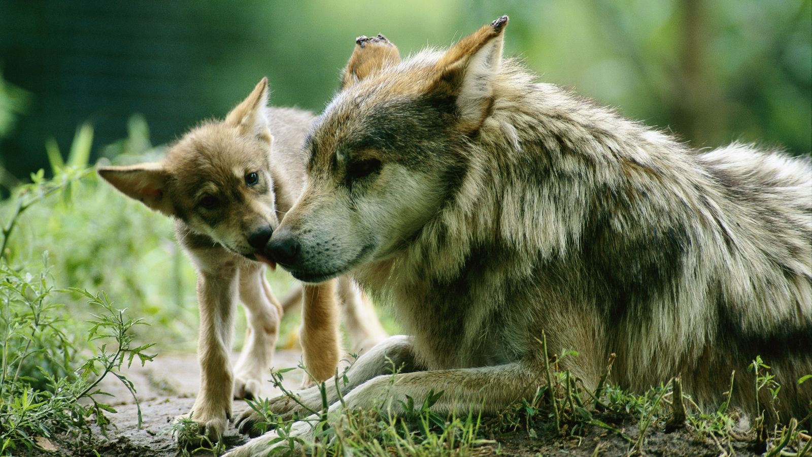 ¿Cuántos lobos mexicanos hay en