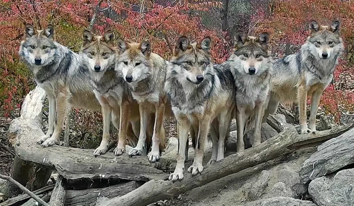 ¿Cuántos lobos mexicanos quedan