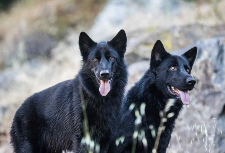 ¿Dónde adoptar un Calupoh?