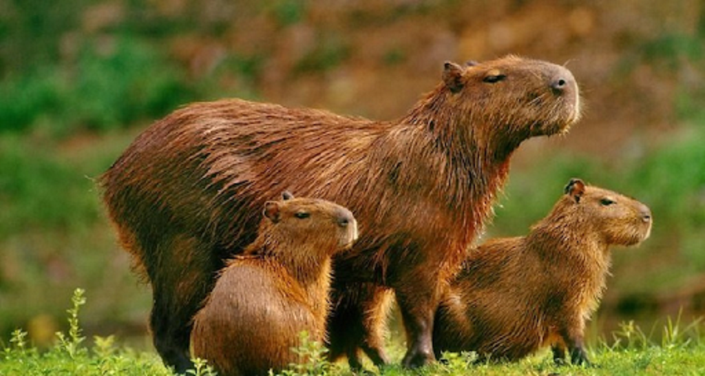 ¿Dónde hay capibaras en México?