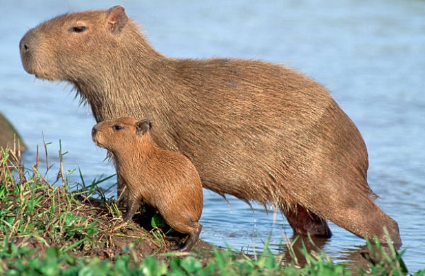 ¿Dónde puedo encontrar un capibara?