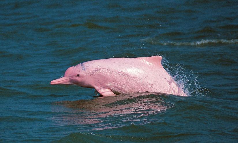 ¿Dónde se encuentran los delfines rosas?