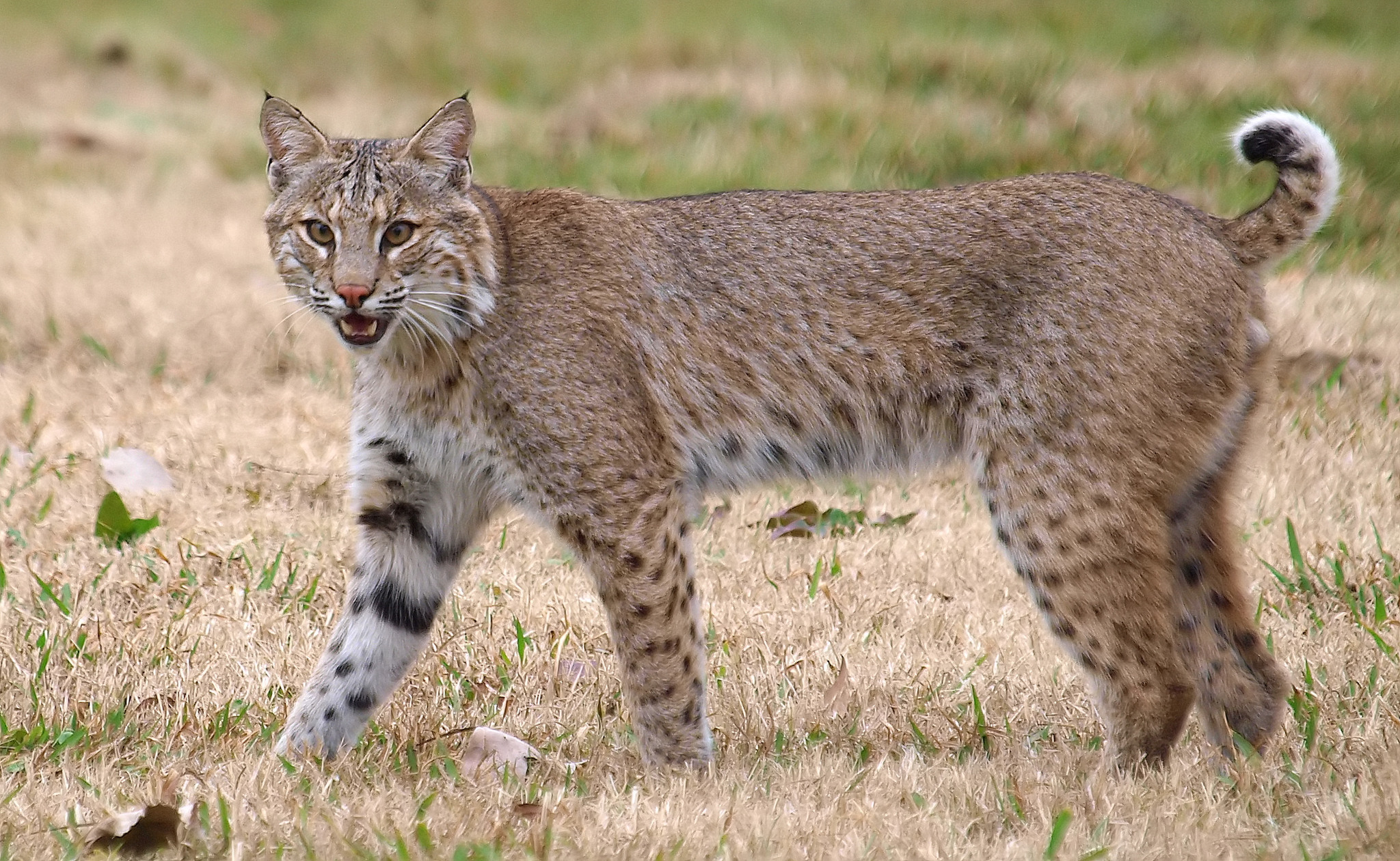 ¿Dónde vive el lince en México?