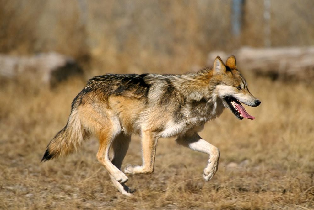 ¿Por qué cazan al lobo mexicano?