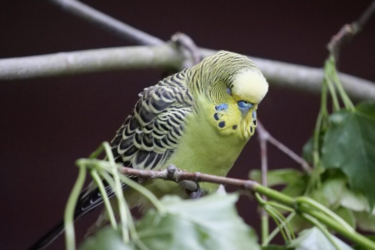 ¿Por qué los pájaros matan a sus hijos?