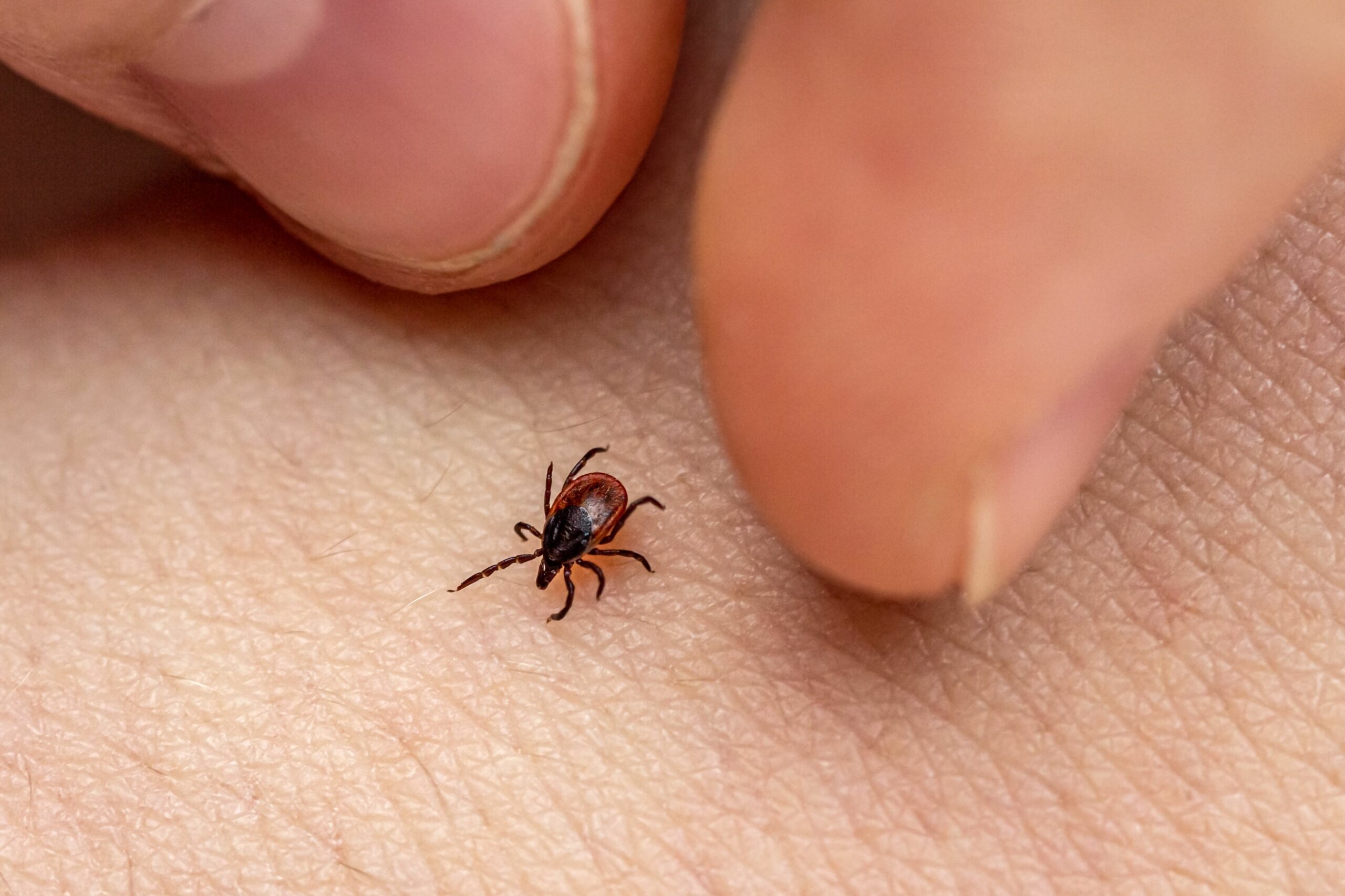 ¿Por qué salen garrapatas en la casa