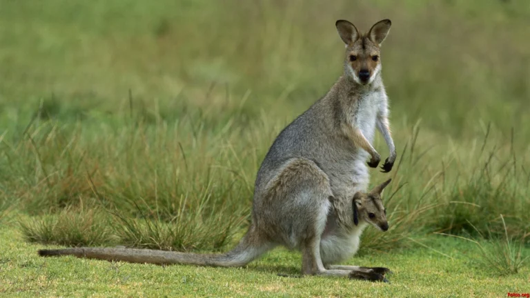 ¿Qué animales son el símbolo de Australia?