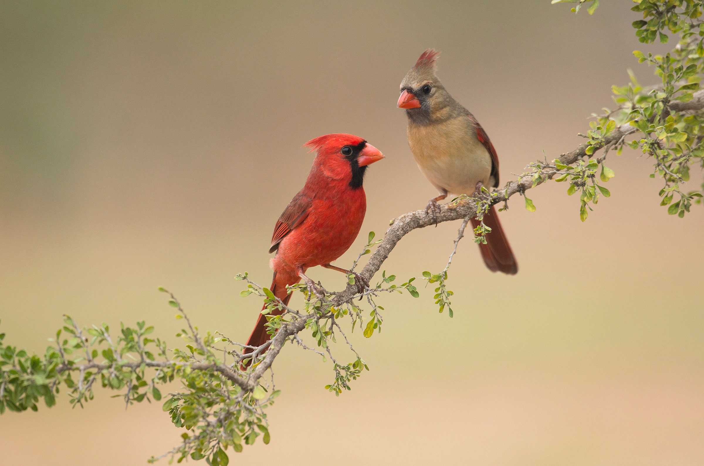 ¿Qué color son los cardenales?