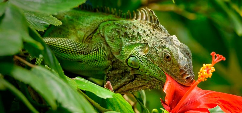 ¿Qué come y dónde vive iguana?