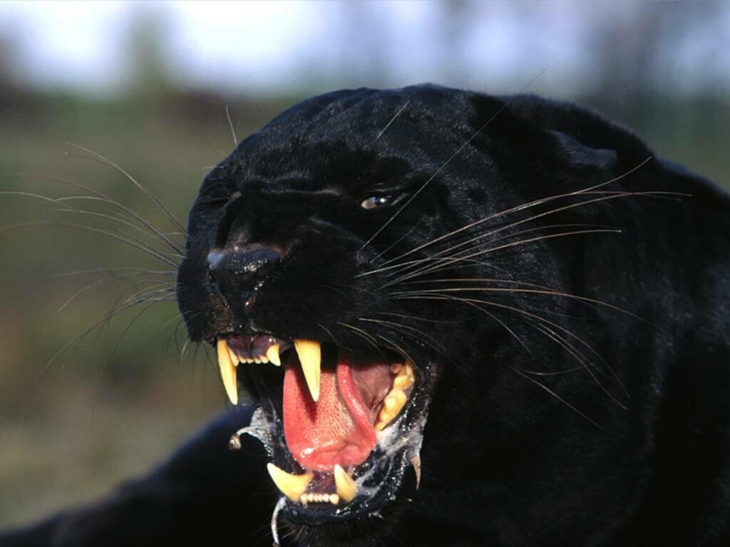 ¿Qué comen la pantera negra?