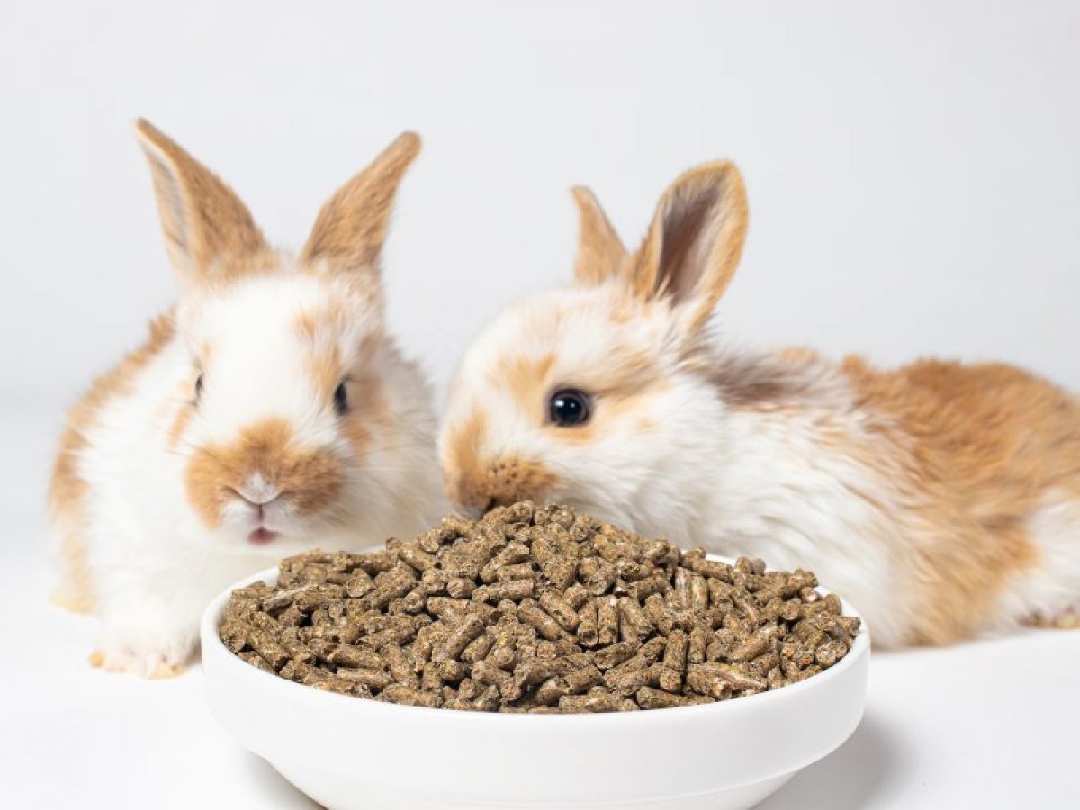 ¿Qué contiene el alimento balanceado para conejos?