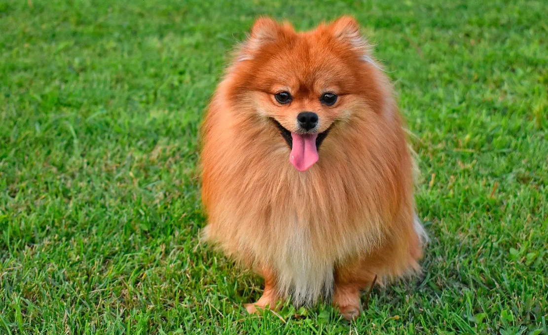 ¿Qué debo saber antes de comprar un Pomerania?