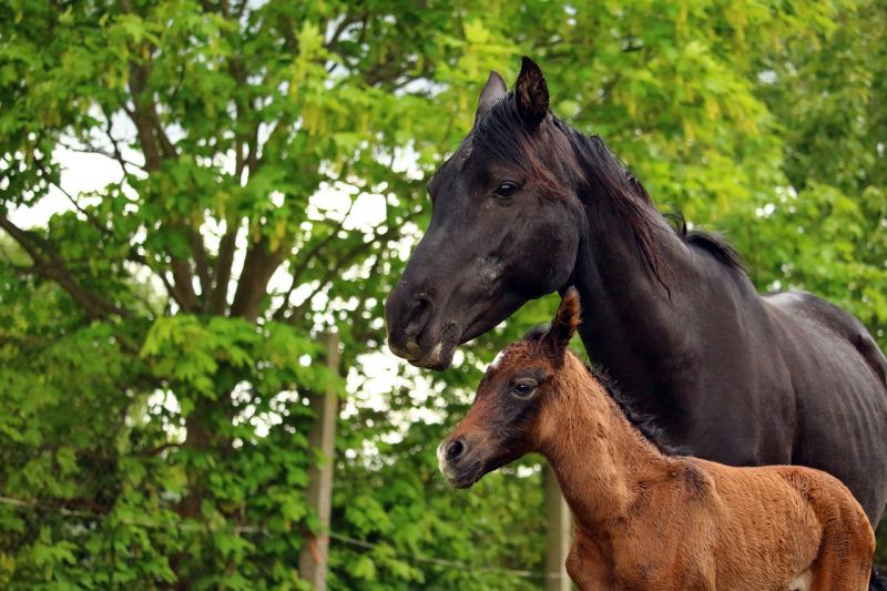 ¿Qué diferencia hay entre una yegua y un caballo?