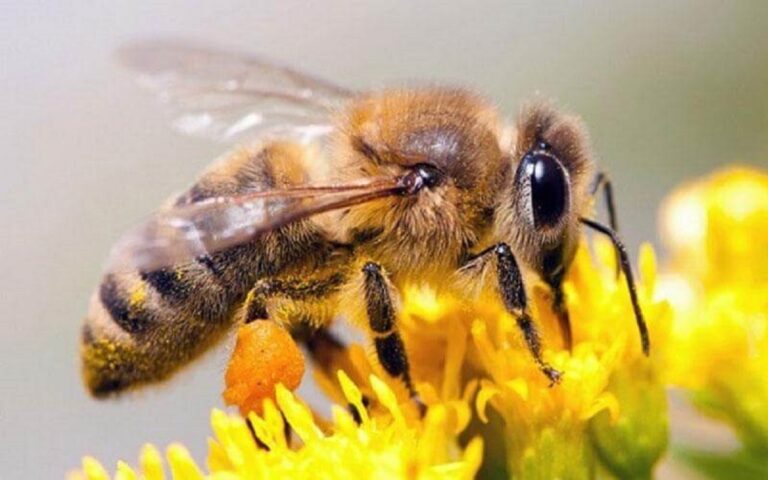 ¿Qué es la abeja ovíparo o Viviparo?