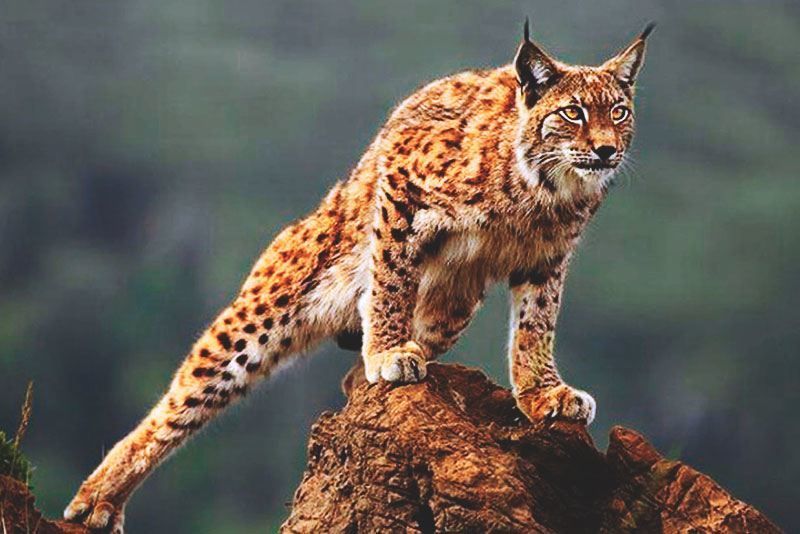 ¿Qué es lo que come el lince?