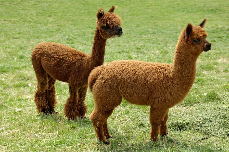 ¿Qué es mejor llama o alpaca?