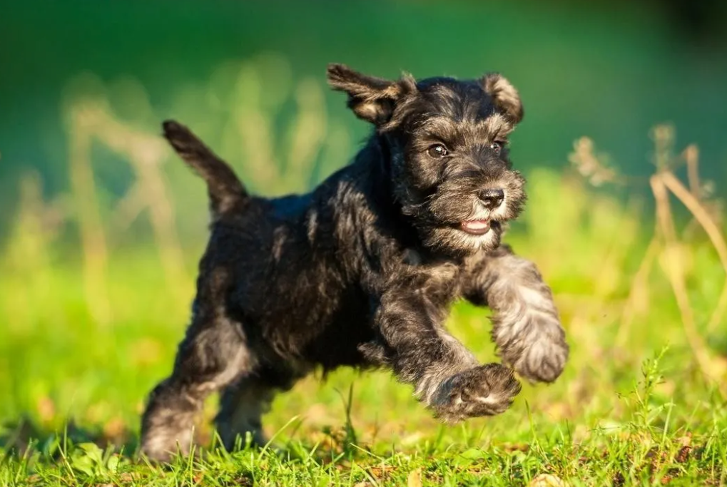 ¿Qué es mejor schnauzer macho o hembra?