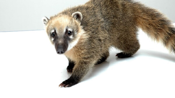 ¿Qué insectos come el coatí?