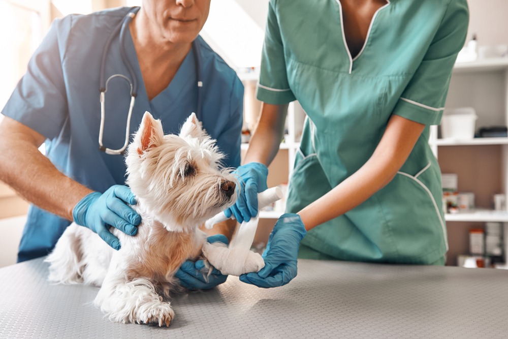 ¿Qué necesitan los veterinarios?