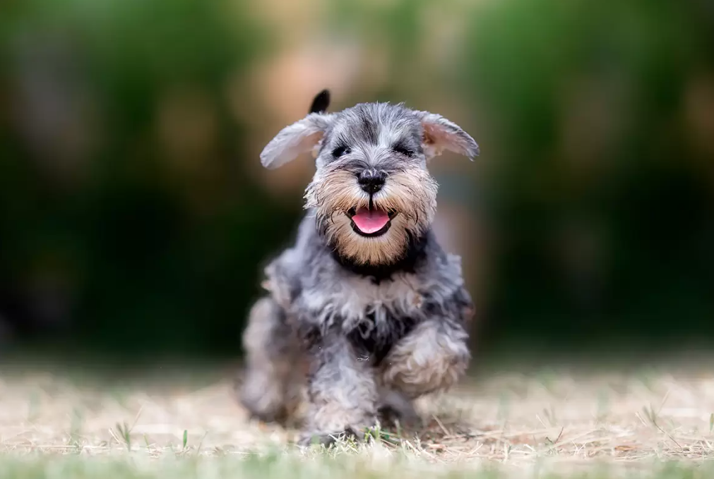 ¿Que no le gusta a los schnauzer?