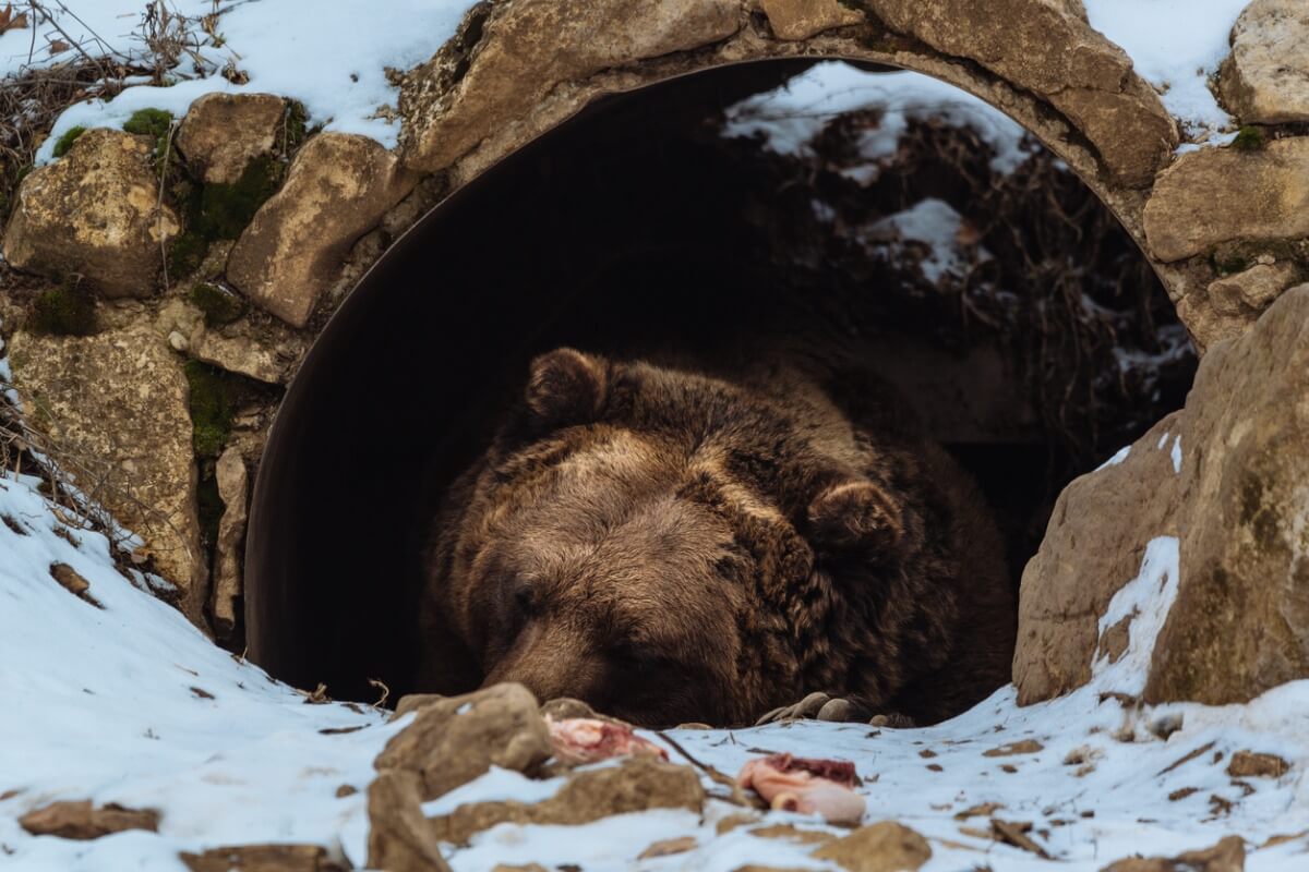 ¿Qué pasa si despiertan a un oso hibernando?