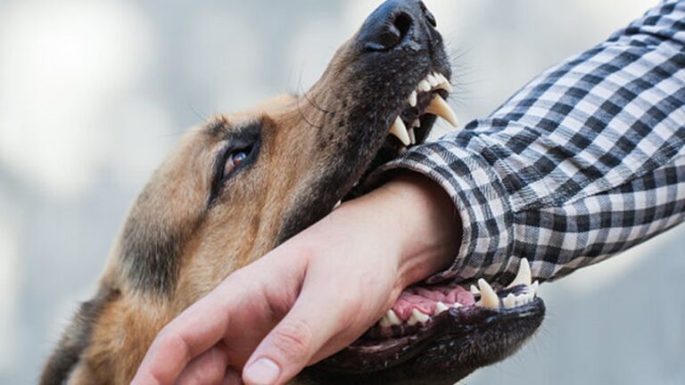 ¿Qué pasa si un perro me rasguño con sus dientes?