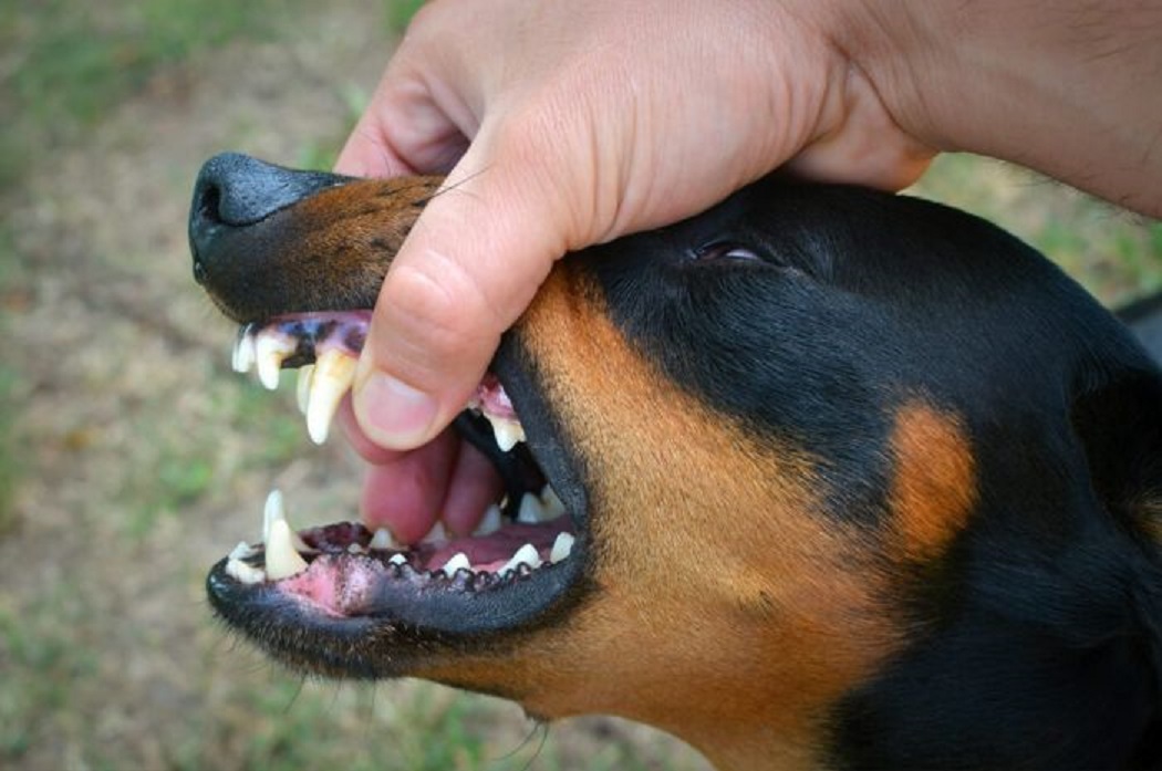 ¿Qué pasa si un perro te raspa con los dientes?