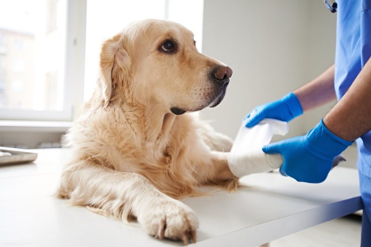 ¿Qué pasa si un perro tiene el bazo grande?