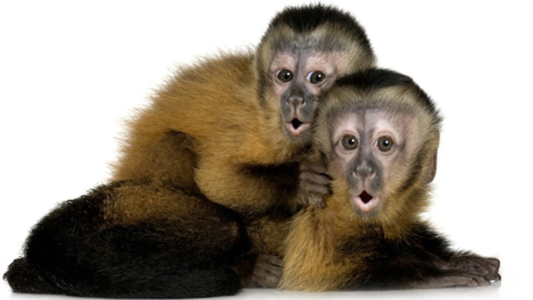 ¿Qué precio tiene el mono capuchino?