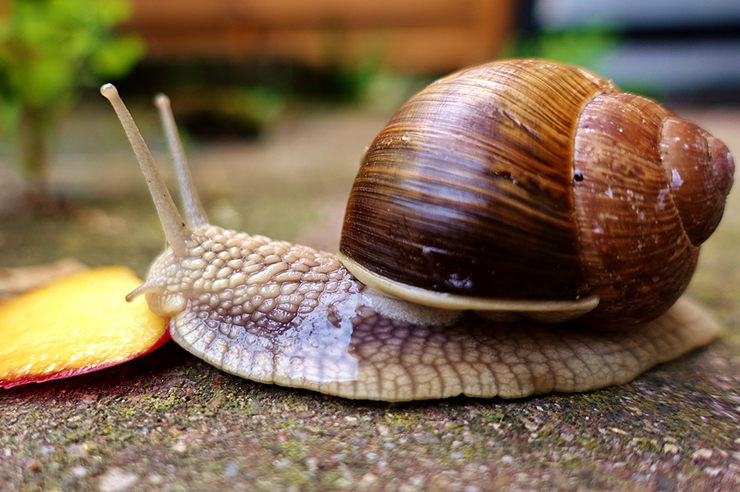 ¿Qué puedo dar de comer a un caracol de tierra?