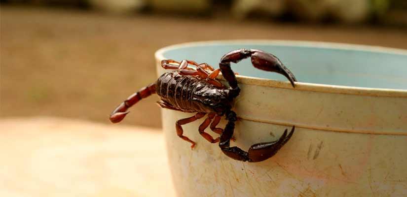 ¿Qué remedio es bueno para las picaduras de alacranes?