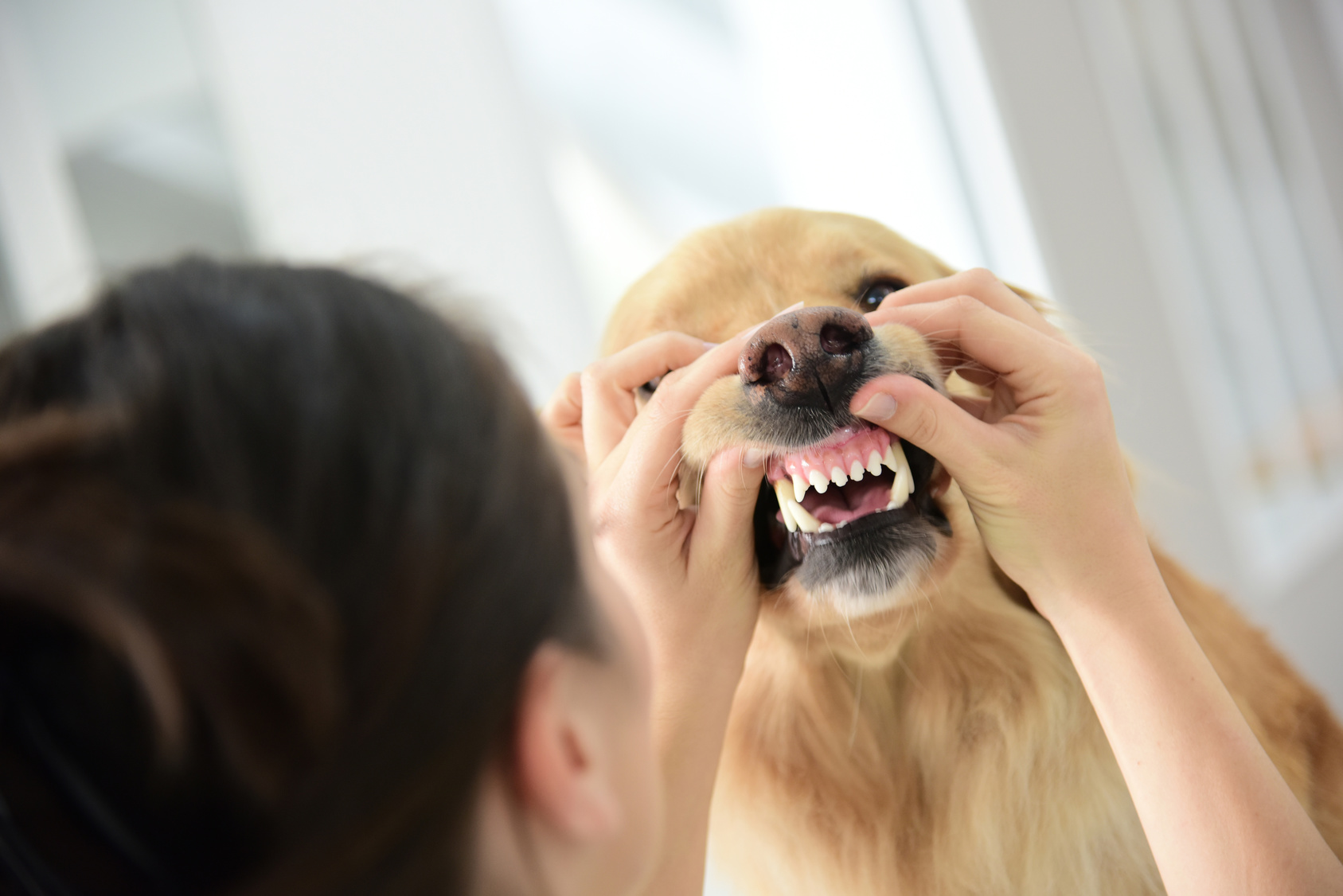 ¿Qué significa cuando un perro tiene el paladar con manchas?