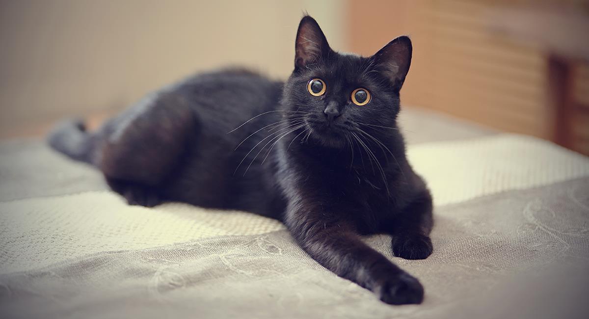 ¿Qué significa soñar con un gato negro que te persigue?