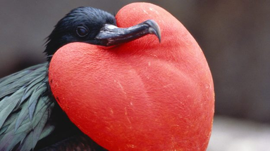 ¿Qué significa ver un pájaro de pecho rojo?