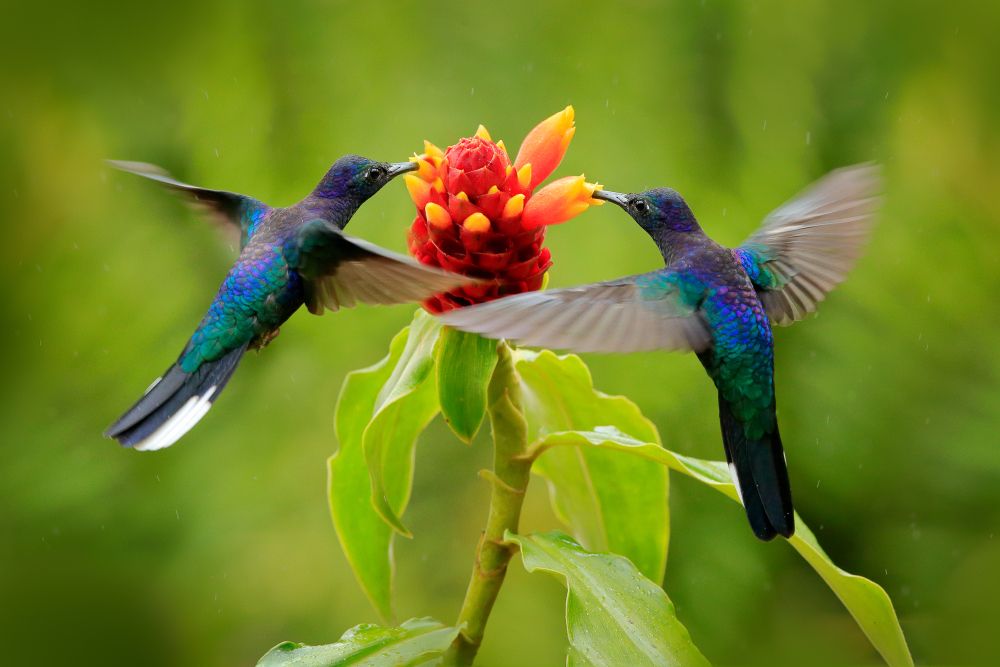 ¿Qué significan los colibries en el amor?