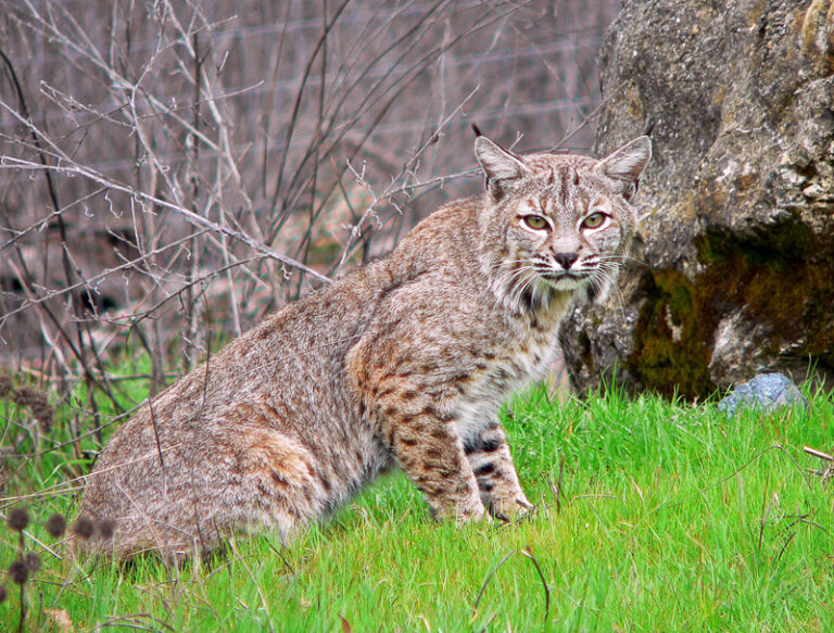 ¿Qué son Bobcat?