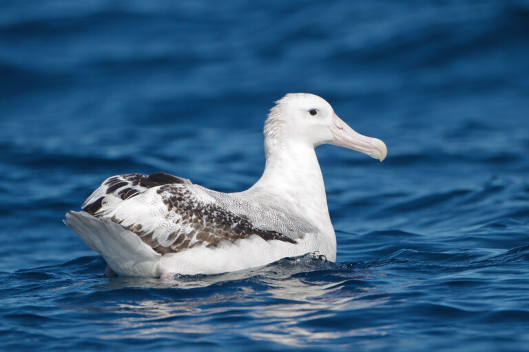 ¿Qué un albatro?