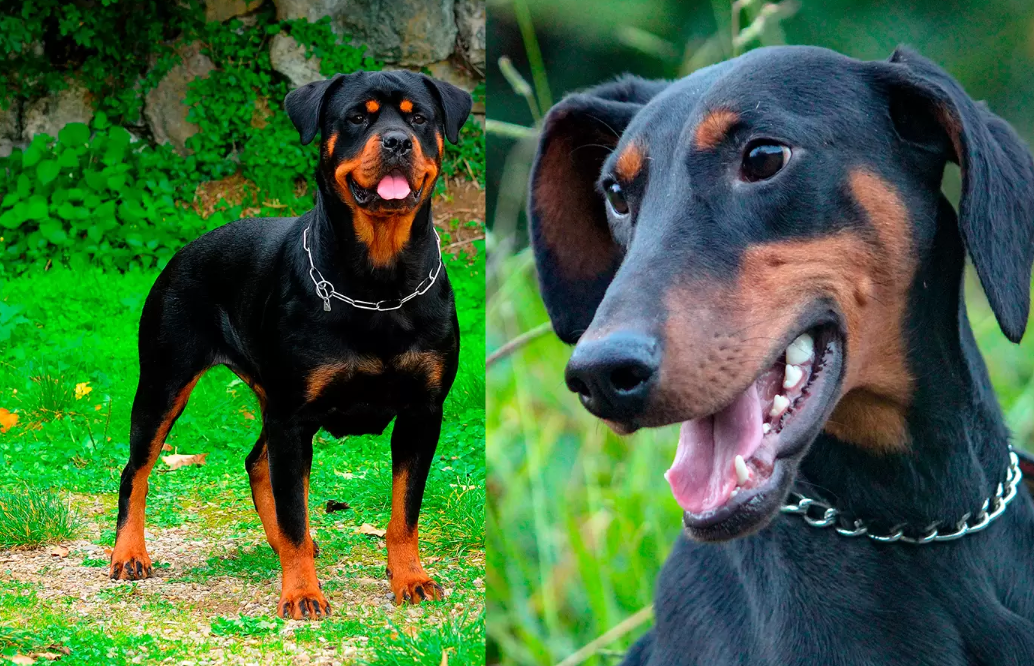 ¿Quién ganaría un dóberman o un rottweiler?