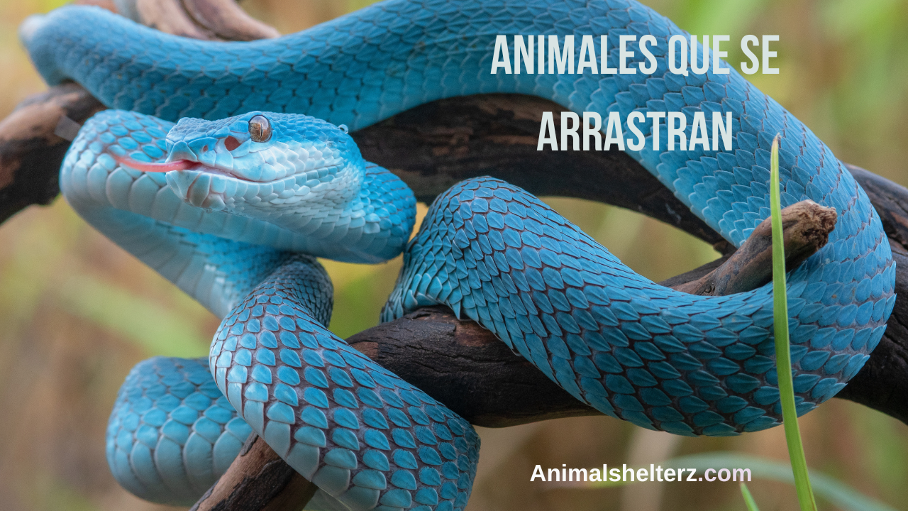 Animales Que Se Arrastran