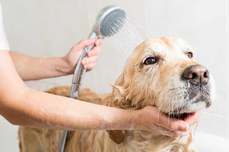 Can a dog be groomed while in heat?