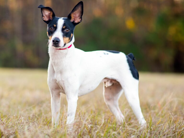 Best answer: Can you train a rat terrier to be off leash?