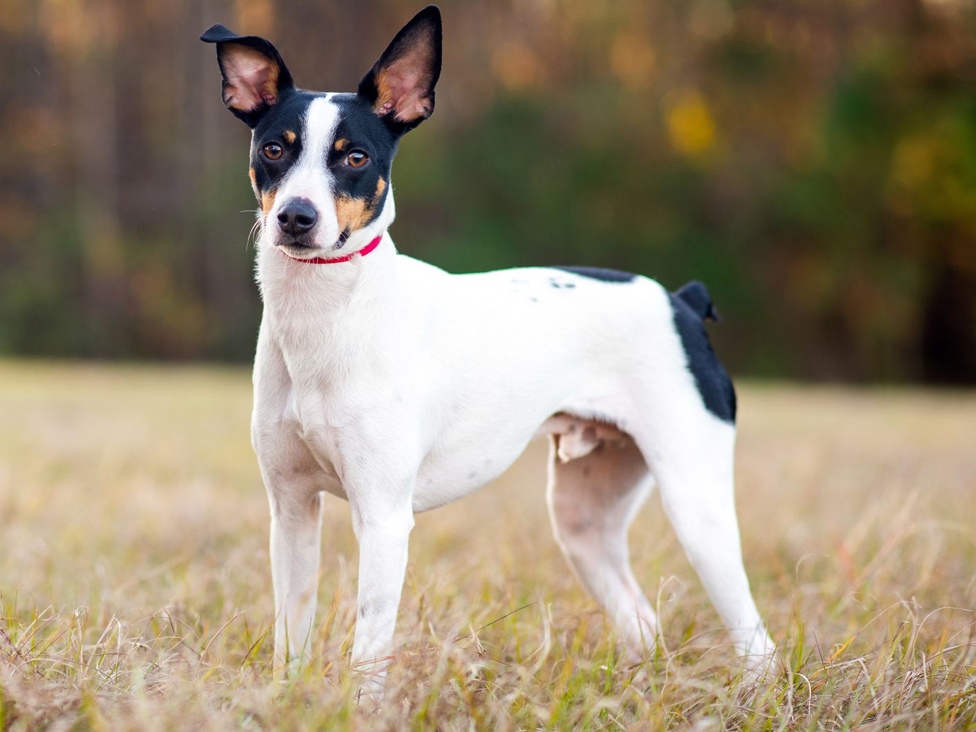 Can you train a rat terrier to be off leash?